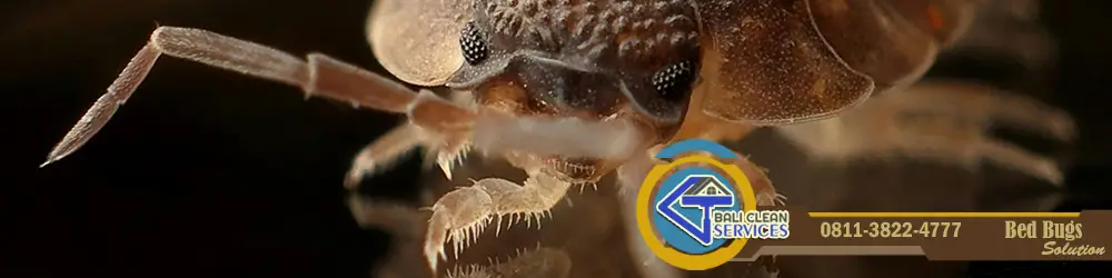 jasa cuci kasur untuk basmi bed bugs di Bali