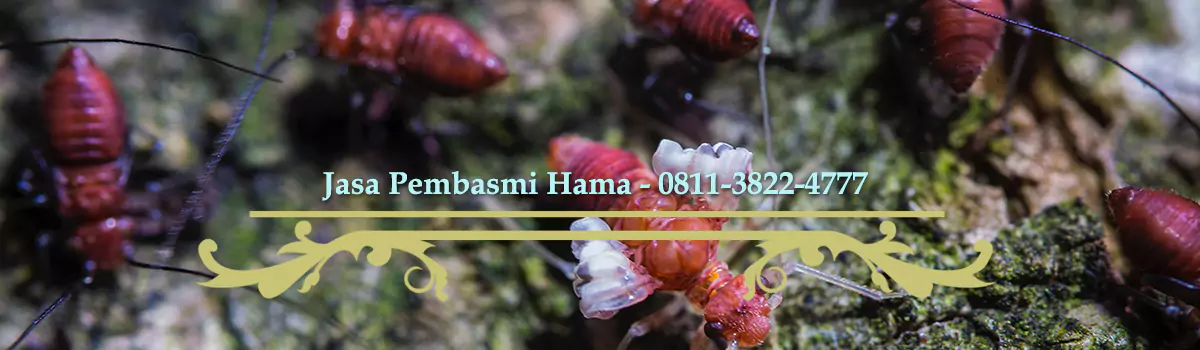 membasmi hama serangga jamur dengan minyak mimba di Bali