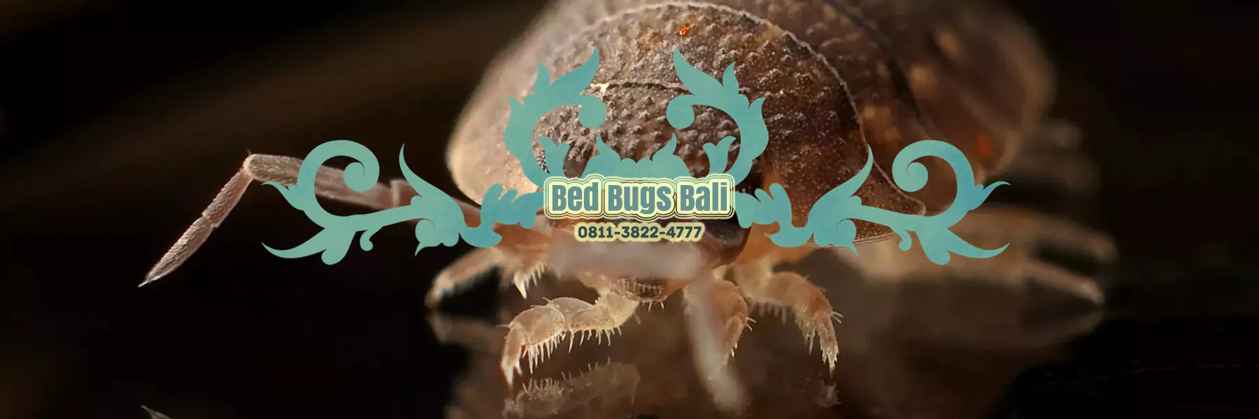 jasa membasmi bed bugs Bali