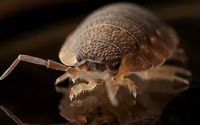 basmi bed bugs di Bali