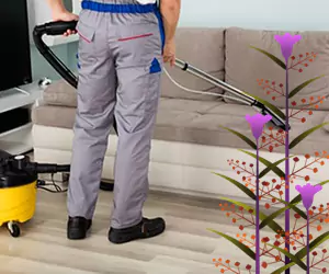 jasa basmi bed bugs sofa di Bali