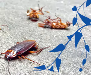 pest control di Denpasar Bali