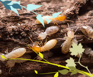 membasmi hama serangga minyak mimba di Bali