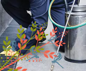 metode organik pest control di Bali